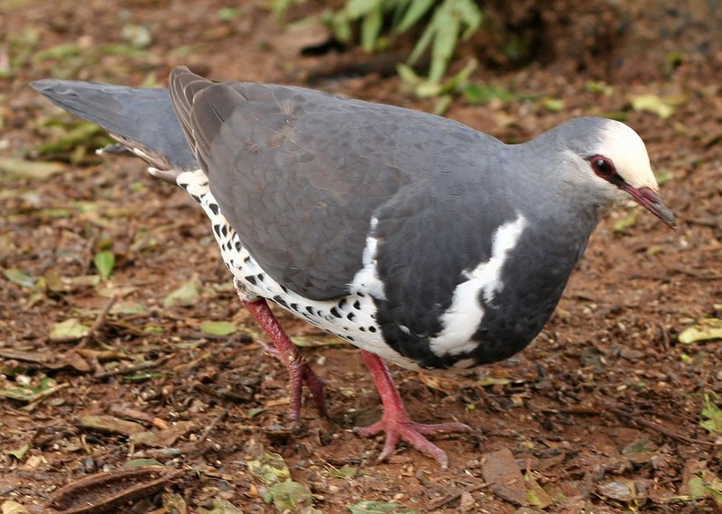 wonga pigeon (Leucosarcia melanoleuca); DISPLAY FULL IMAGE.