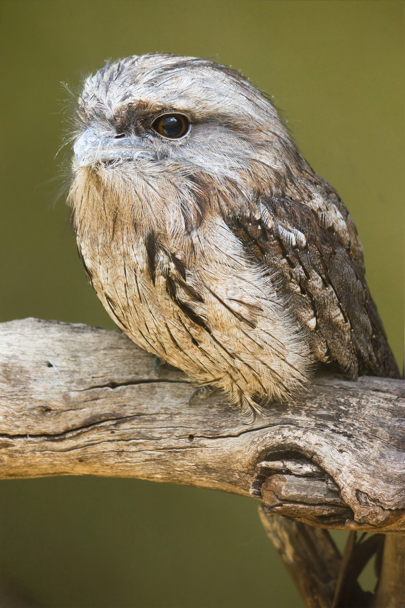 tawny frogmouth (Podargus strigoides); DISPLAY FULL IMAGE.