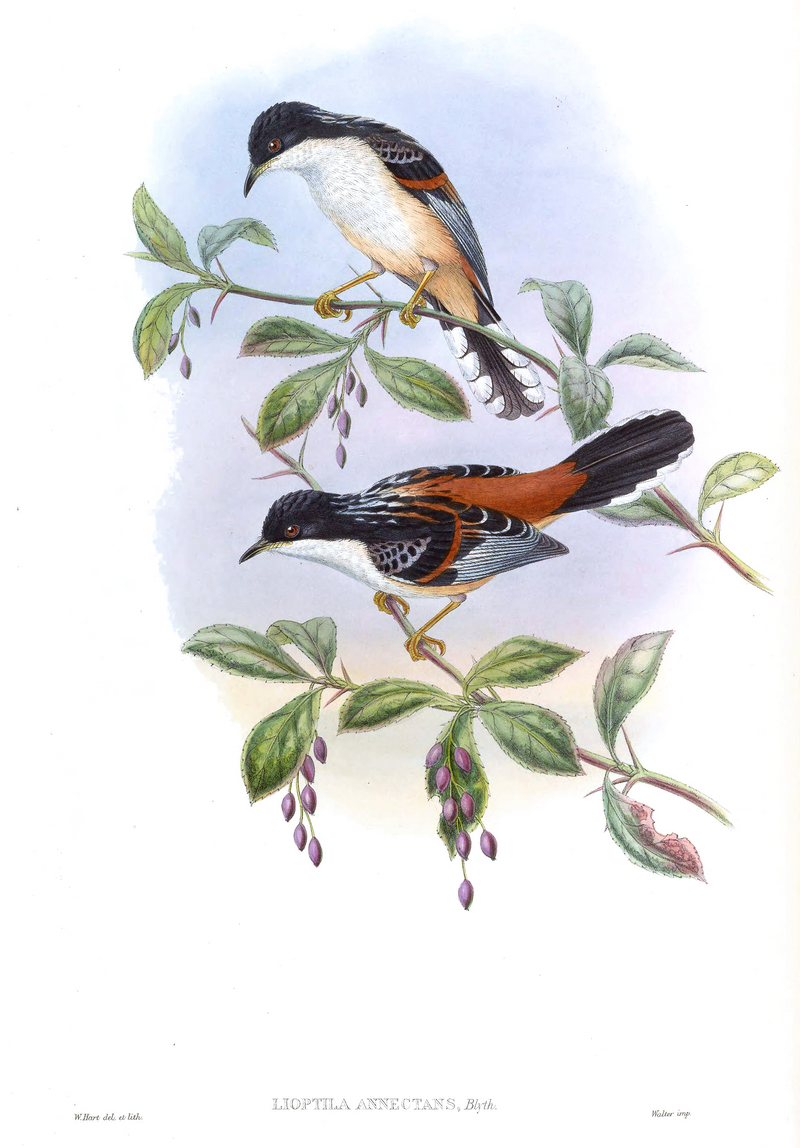 rufous-backed sibia (Heterophasia annectens); DISPLAY FULL IMAGE.