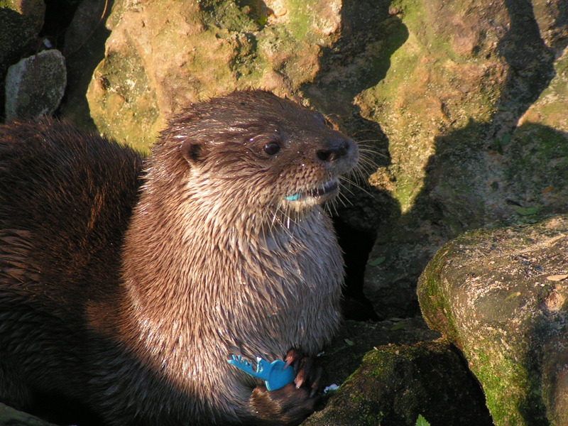 neotropical river otter (Lontra longicaudis); DISPLAY FULL IMAGE.