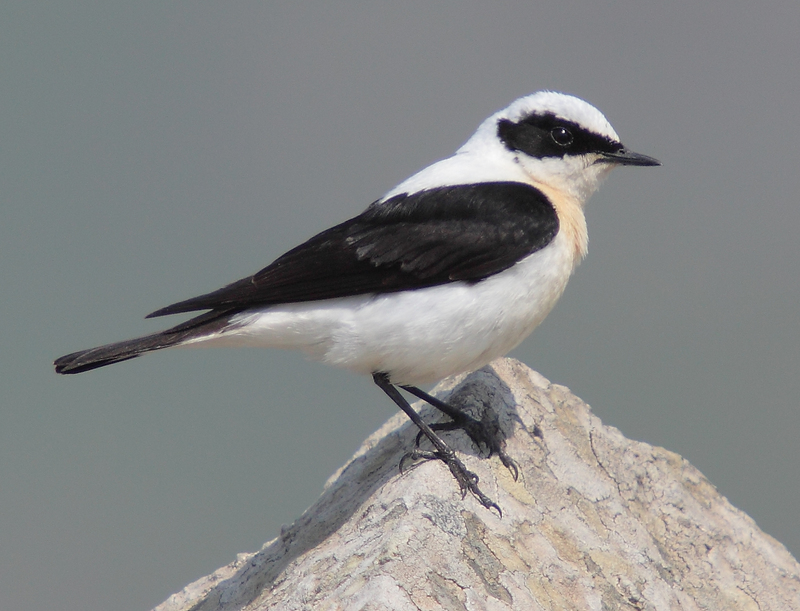 black-eared wheatear (Oenanthe hispanica); DISPLAY FULL IMAGE.