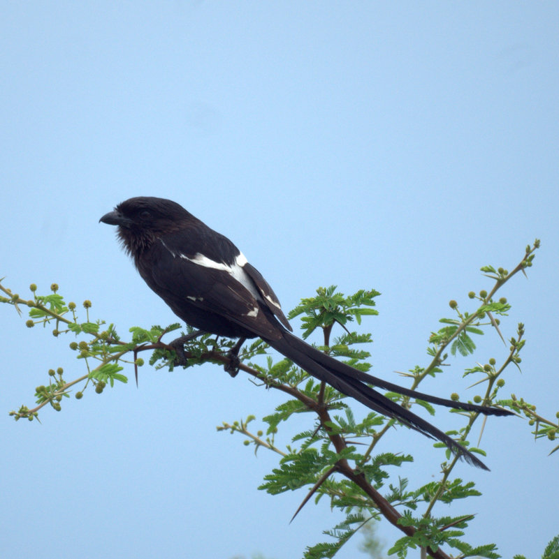 African long-tailed shrike, magpie shrike (Urolestes melanoleucus); DISPLAY FULL IMAGE.