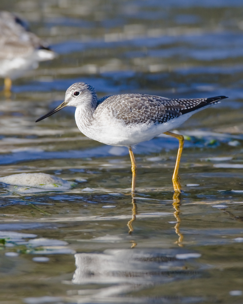 greater yellowlegs (Tringa melanoleuca); DISPLAY FULL IMAGE.