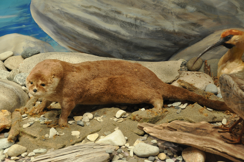 southern river otter (Lontra provocax); DISPLAY FULL IMAGE.