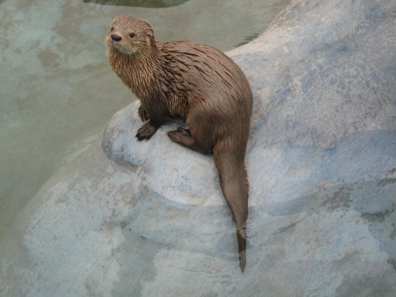 marine otter (Lontra felina); DISPLAY FULL IMAGE.