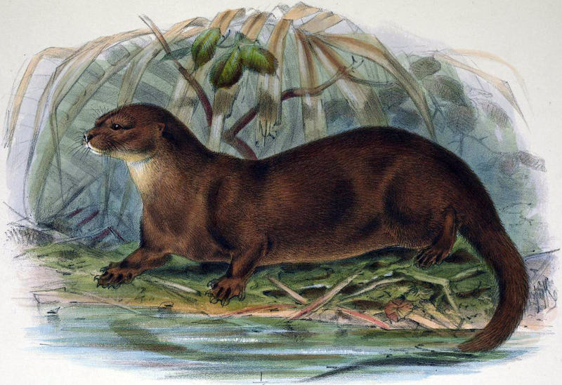 hairy-nosed otter (Lutra sumatrana); DISPLAY FULL IMAGE.