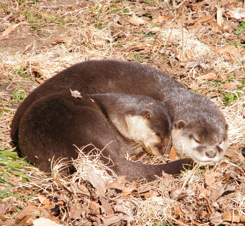 oriental small-clawed otter (Aonyx cinerea syn. Amblonyx cinereus); DISPLAY FULL IMAGE.