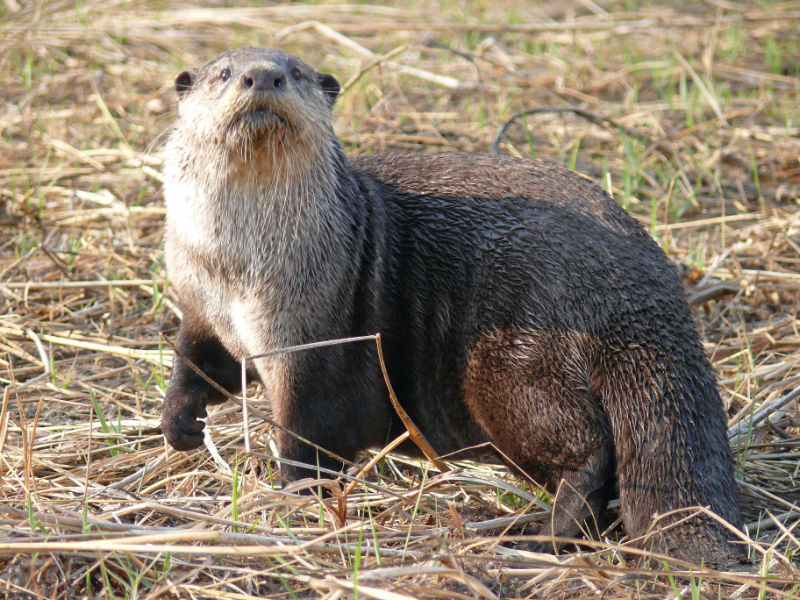 African clawless otter, Cape clawless otter (Aonyx capensis); DISPLAY FULL IMAGE.