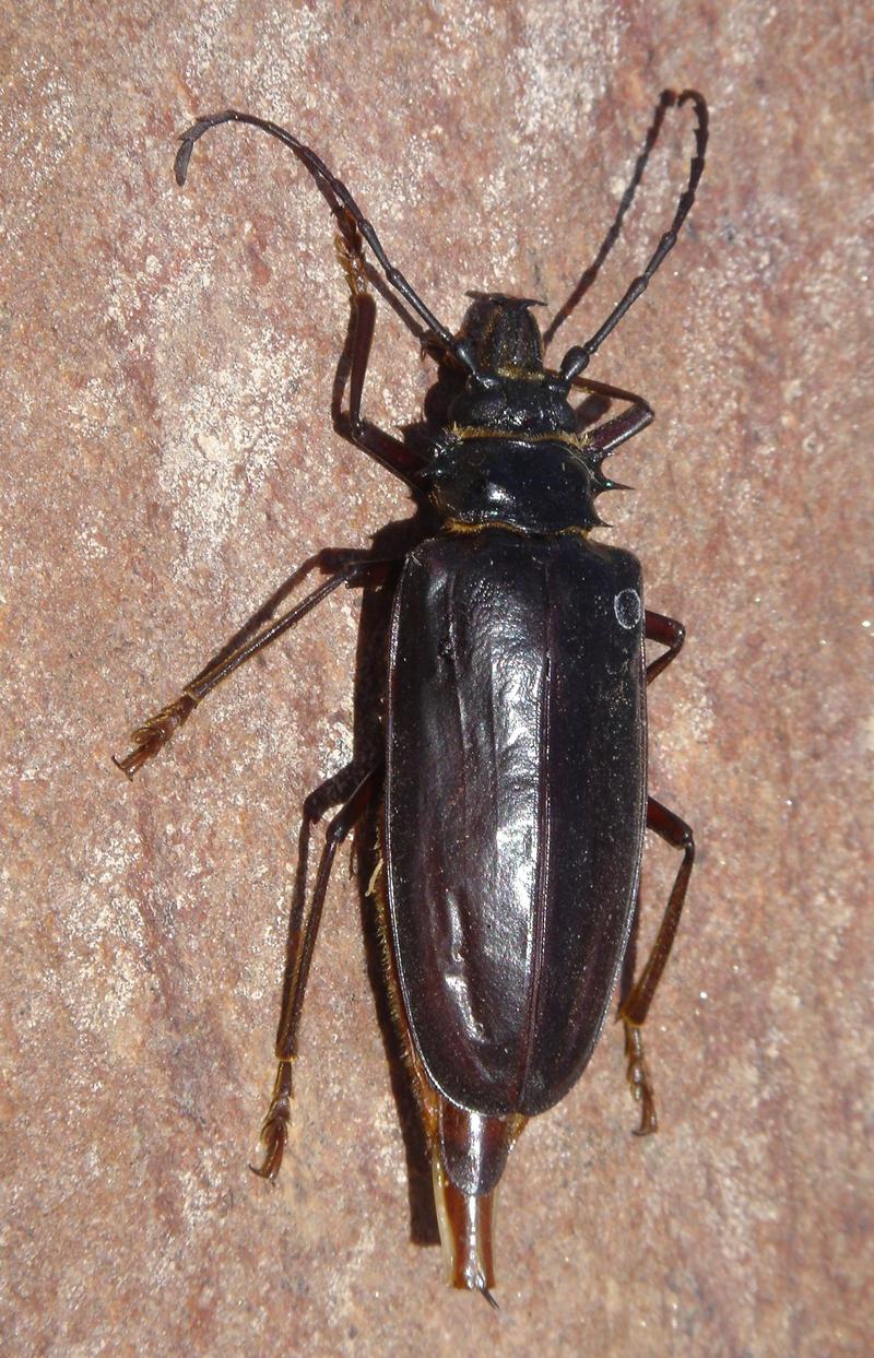 Anthracocentrus capensis; DISPLAY FULL IMAGE.