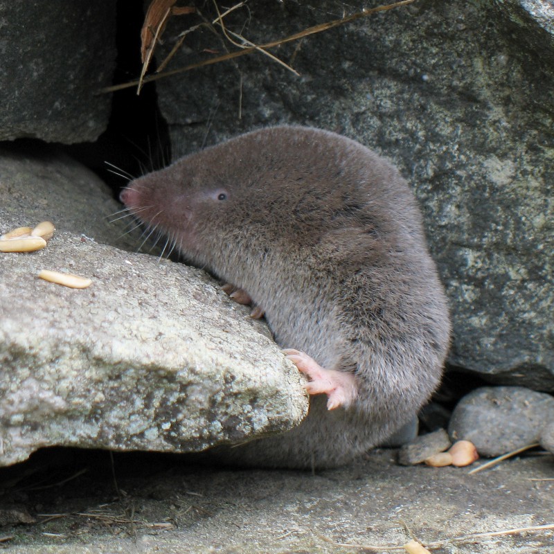 northern short-tailed shrew (Blarina brevicauda); DISPLAY FULL IMAGE.