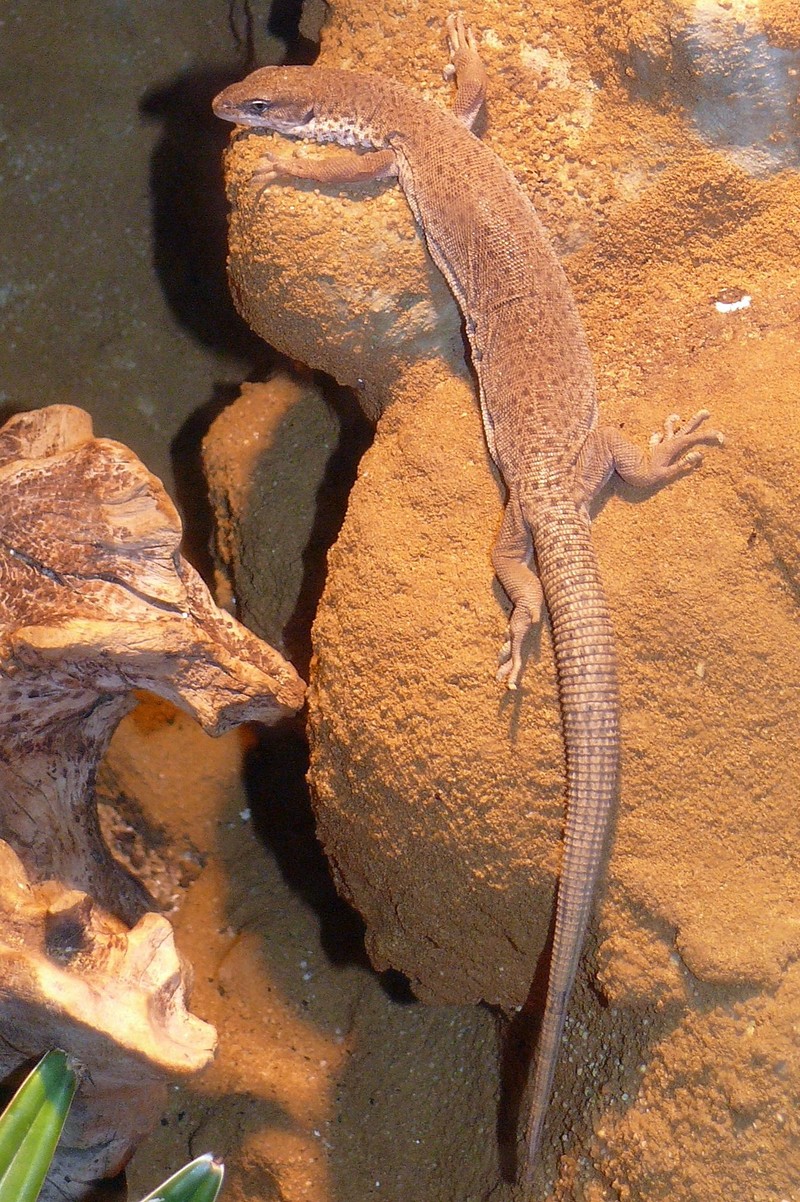 stripe-tailed goanna (Varanus caudolineatus); DISPLAY FULL IMAGE.