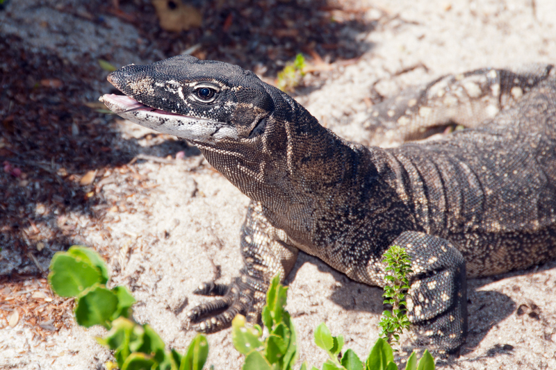 Rosenberg's monitor (Varanus rosenbergi); DISPLAY FULL IMAGE.