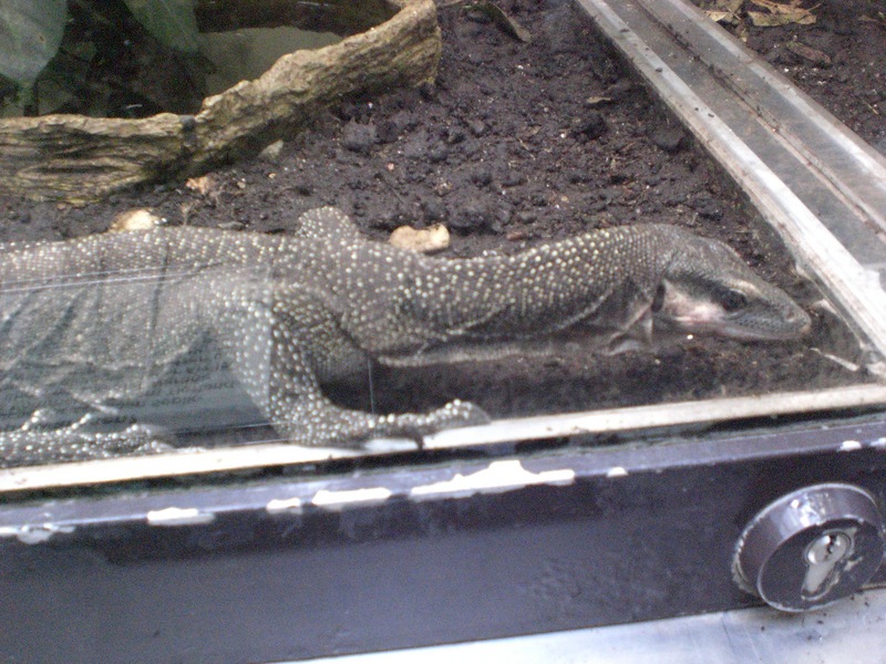 peach-throated monitor (Varanus jobiensis); DISPLAY FULL IMAGE.