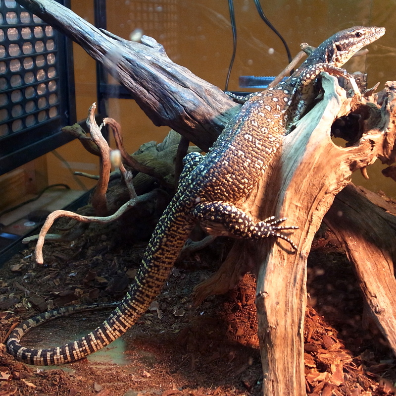 peacock monitor (Varanus auffenbergi); DISPLAY FULL IMAGE.
