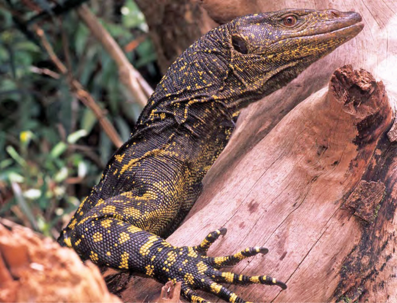 Northern Sierra Madre forest monitor (Varanus bitatawa); DISPLAY FULL IMAGE.