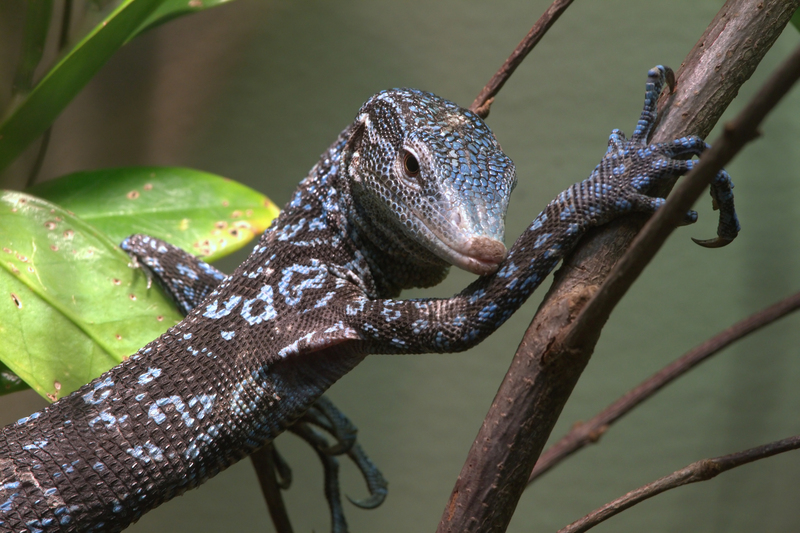 blue-spotted tree monitor (Varanus macraei); DISPLAY FULL IMAGE.