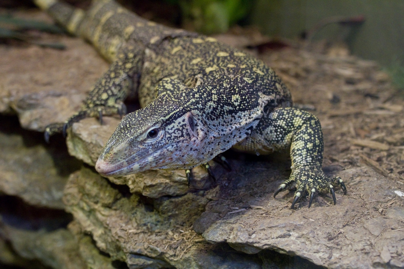 Ornate monitor (Varanus ornatus); DISPLAY FULL IMAGE.