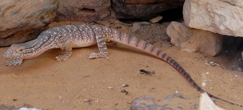 desert monitor, Varanus griseus; DISPLAY FULL IMAGE.
