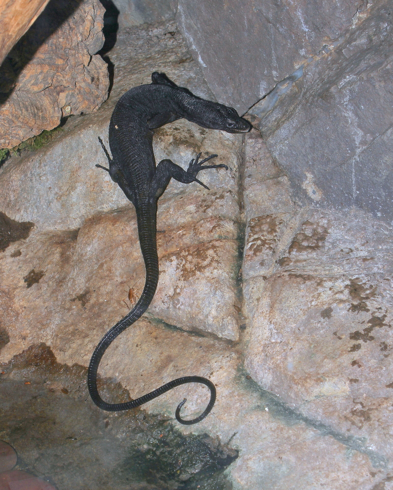 black tree monitor, Beccari's monitor (Varanus beccarii); DISPLAY FULL IMAGE.