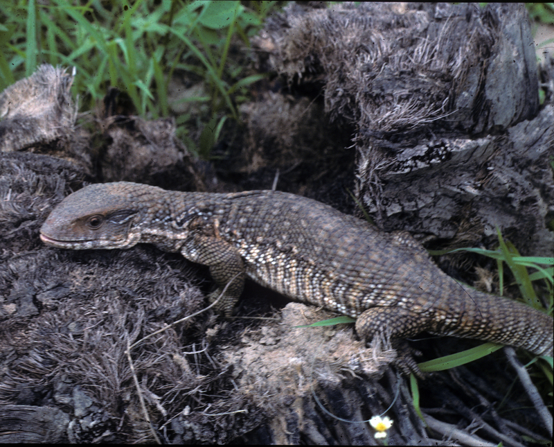 savannah monitor, Bosc's monitor (Varanus exanthematicus); DISPLAY FULL IMAGE.