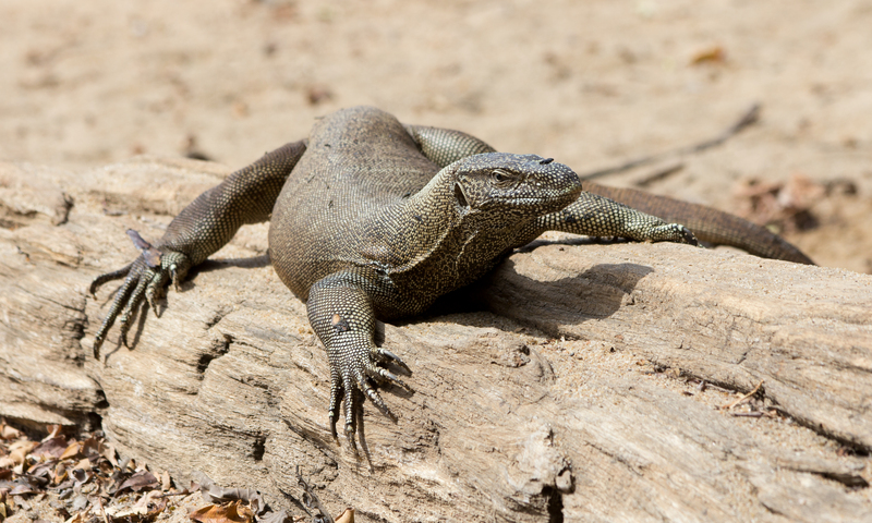 Bengal monitor, common Indian monitor (Varanus bengalensis); DISPLAY FULL IMAGE.