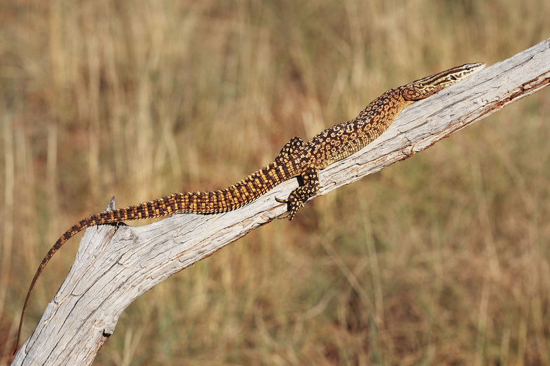 spiny-tailed monitor (Varanus acanthurus); DISPLAY FULL IMAGE.