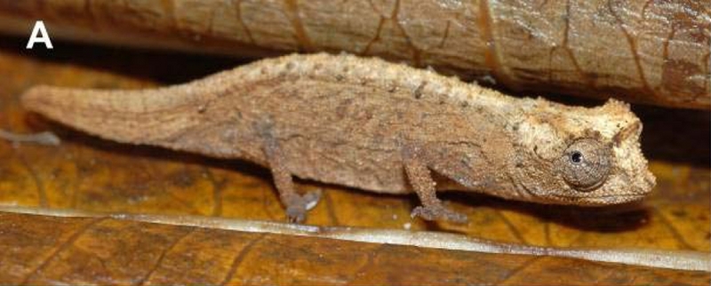 Brookesia tristis (leaf chameleon); DISPLAY FULL IMAGE.