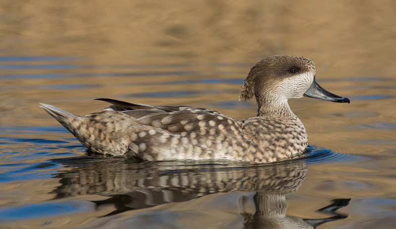 marbled duck, marbled teal (Marmaronetta angustirostris); DISPLAY FULL IMAGE.