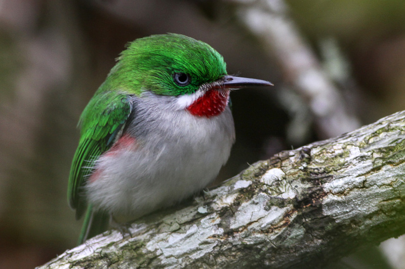 narrow-billed tody (Todus angustirostris); DISPLAY FULL IMAGE.