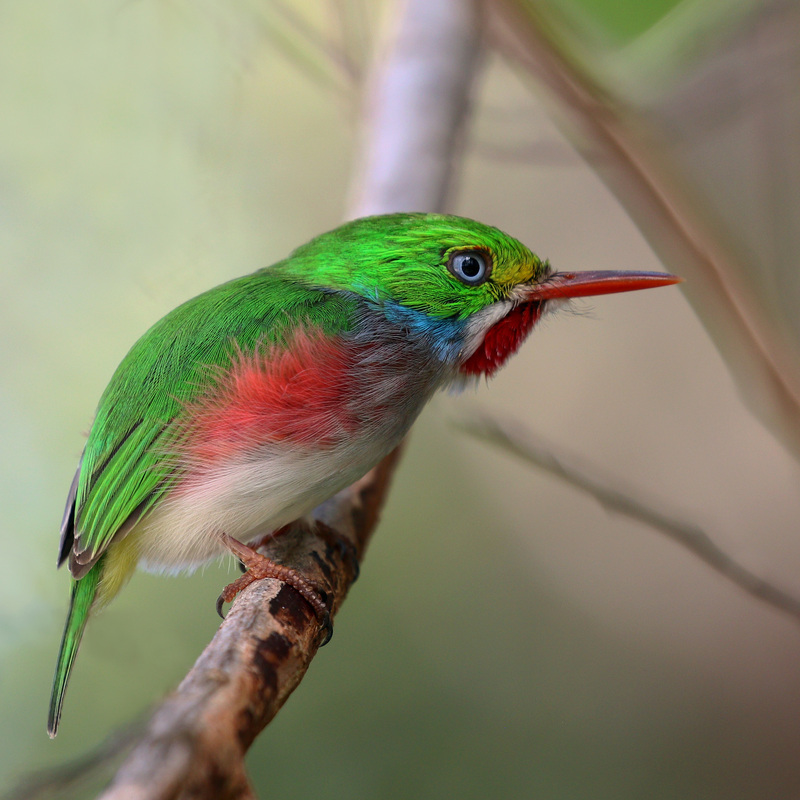 Cuban tody (Todus multicolor); DISPLAY FULL IMAGE.