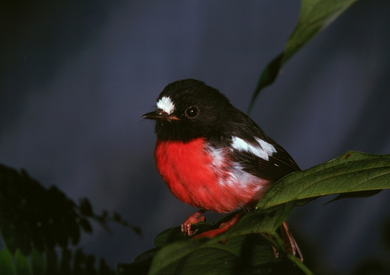 Pacific robin (Petroica pusilla); DISPLAY FULL IMAGE.