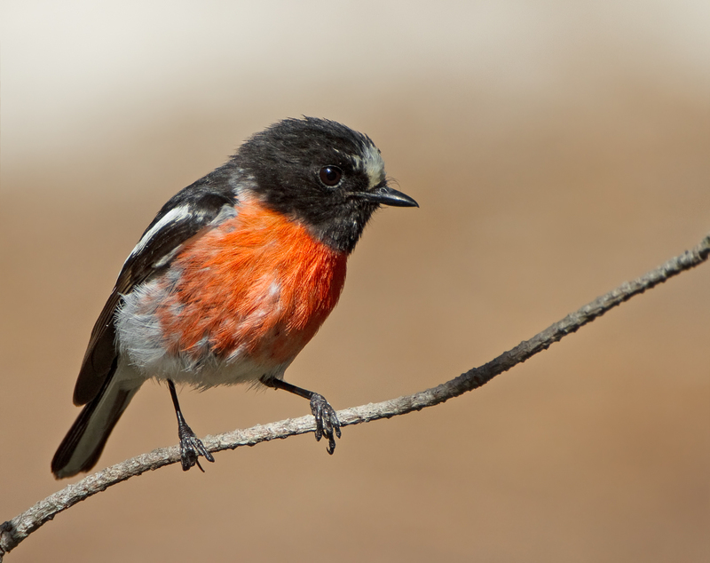 scarlet robin (Petroica boodang); DISPLAY FULL IMAGE.