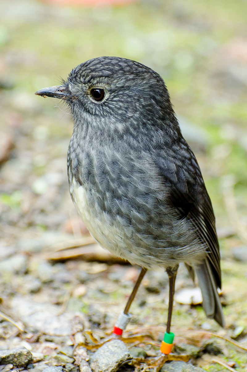 North Island robin (Petroica longipes); DISPLAY FULL IMAGE.