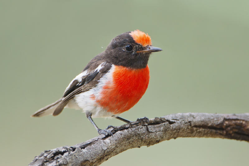 red-capped robin (Petroica goodenovii); DISPLAY FULL IMAGE.
