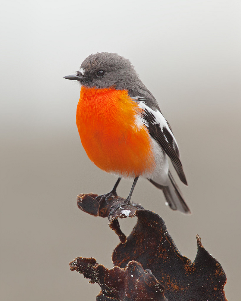 flame robin (Petroica phoenicea); DISPLAY FULL IMAGE.