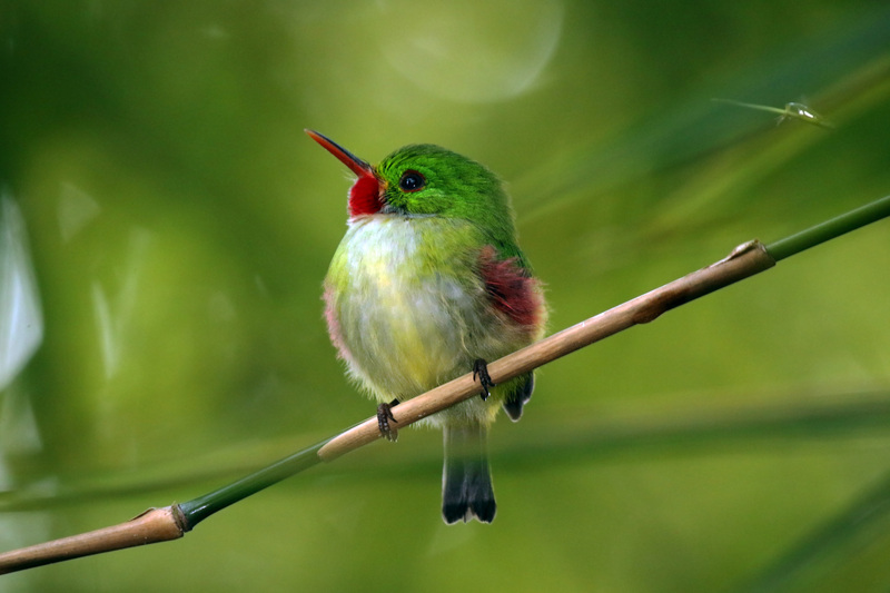 Jamaican tody (Todus todus); DISPLAY FULL IMAGE.