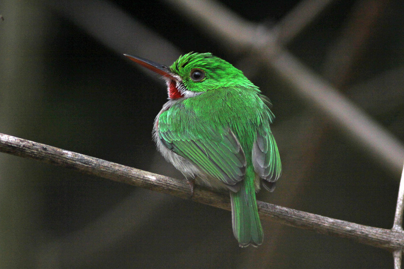 broad-billed tody (Todus subulatus); DISPLAY FULL IMAGE.