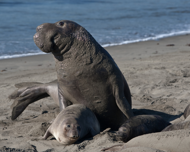 northern elephant seal (Mirounga angustirostris); DISPLAY FULL IMAGE.