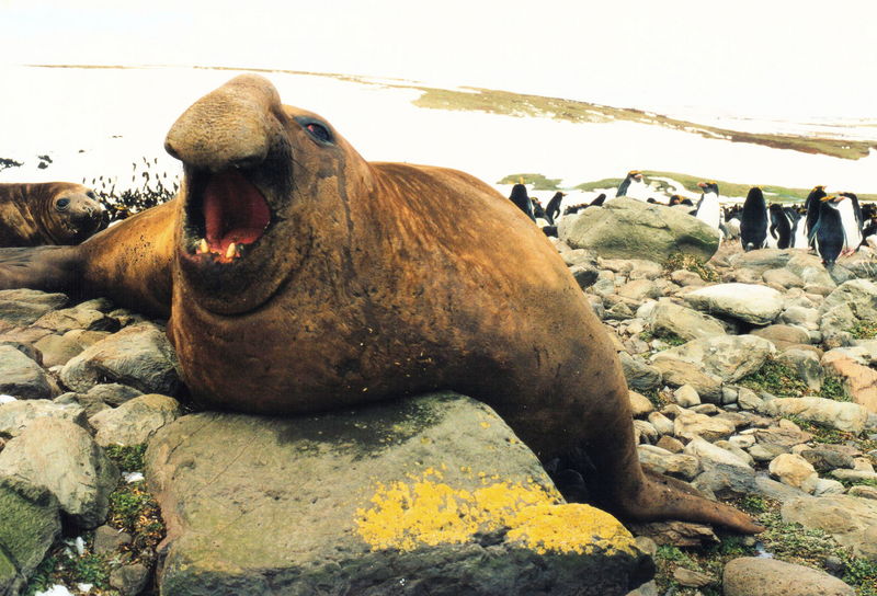 southern elephant seal (Mirounga leonina); DISPLAY FULL IMAGE.