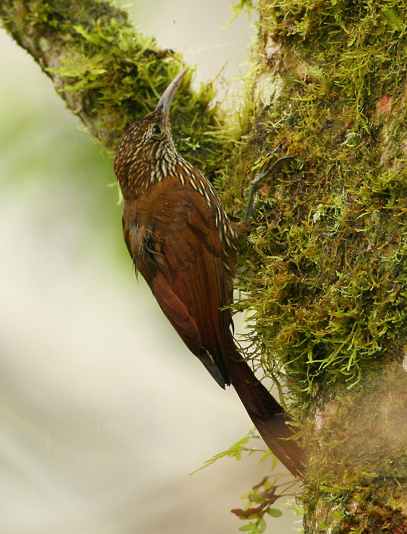 montane woodcreeper (Lepidocolaptes lacrymiger); DISPLAY FULL IMAGE.