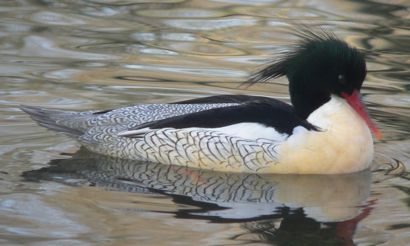 scaly-sided merganser, Chinese merganser (Mergus squamatus); DISPLAY FULL IMAGE.