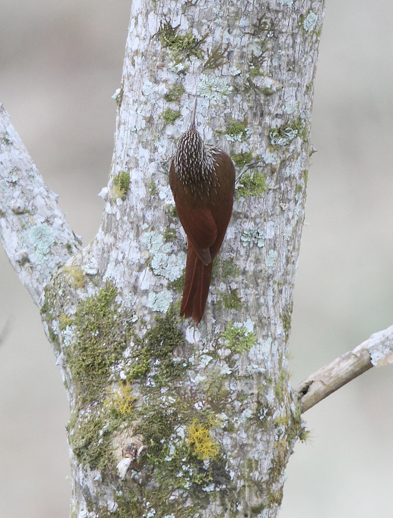 streak-headed woodcreeper (Lepidocolaptes souleyetii); DISPLAY FULL IMAGE.