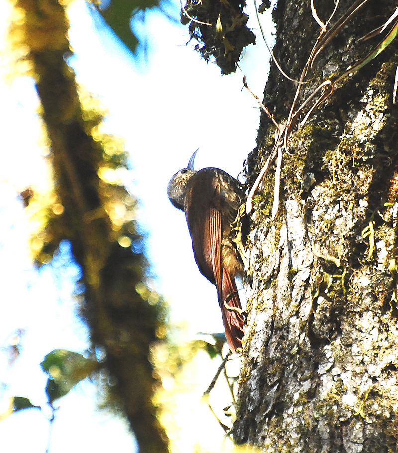 spot-crowned woodcreeper (Lepidocolaptes affinis); DISPLAY FULL IMAGE.