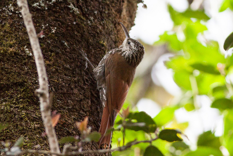 white-striped woodcreeper (Lepidocolaptes leucogaster); DISPLAY FULL IMAGE.