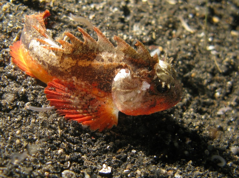 Richardsonichthys leucogaster (Whiteface waspfish); DISPLAY FULL IMAGE.