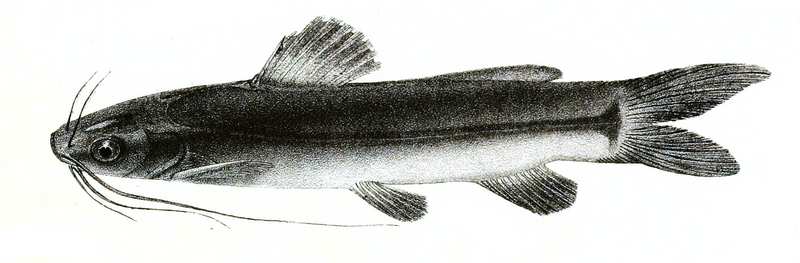 Mystus malabaricus (Jerdon's mystus); DISPLAY FULL IMAGE.