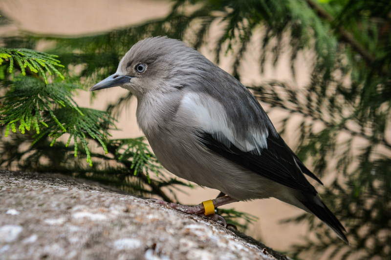 white-shouldered starling (Sturnia sinensis); DISPLAY FULL IMAGE.