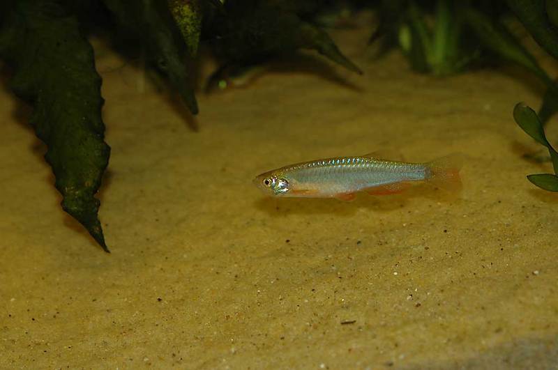 Danio albolineatus (Pearl danio); DISPLAY FULL IMAGE.