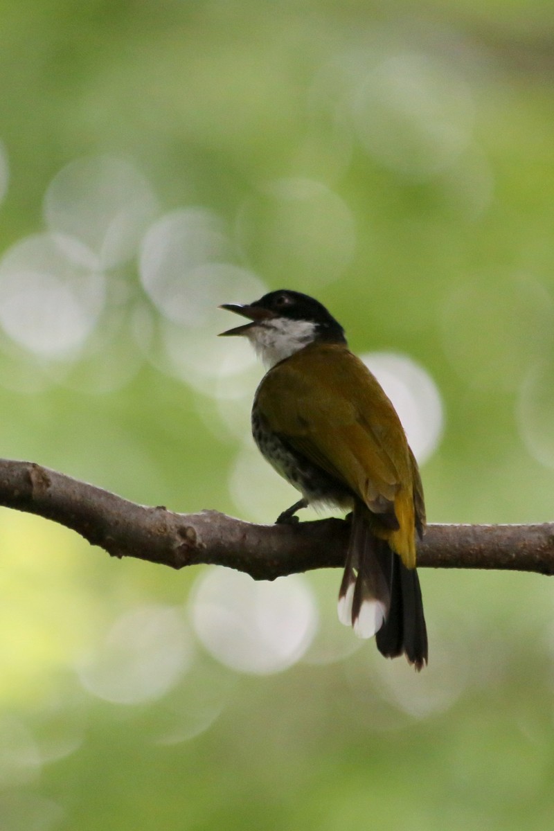 scaly-breasted bulbul (Pycnonotus squamatus); DISPLAY FULL IMAGE.