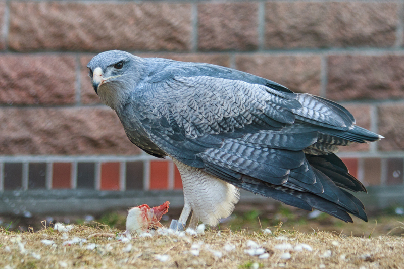 black-chested buzzard-eagle (Geranoaetus melanoleucus); DISPLAY FULL IMAGE.